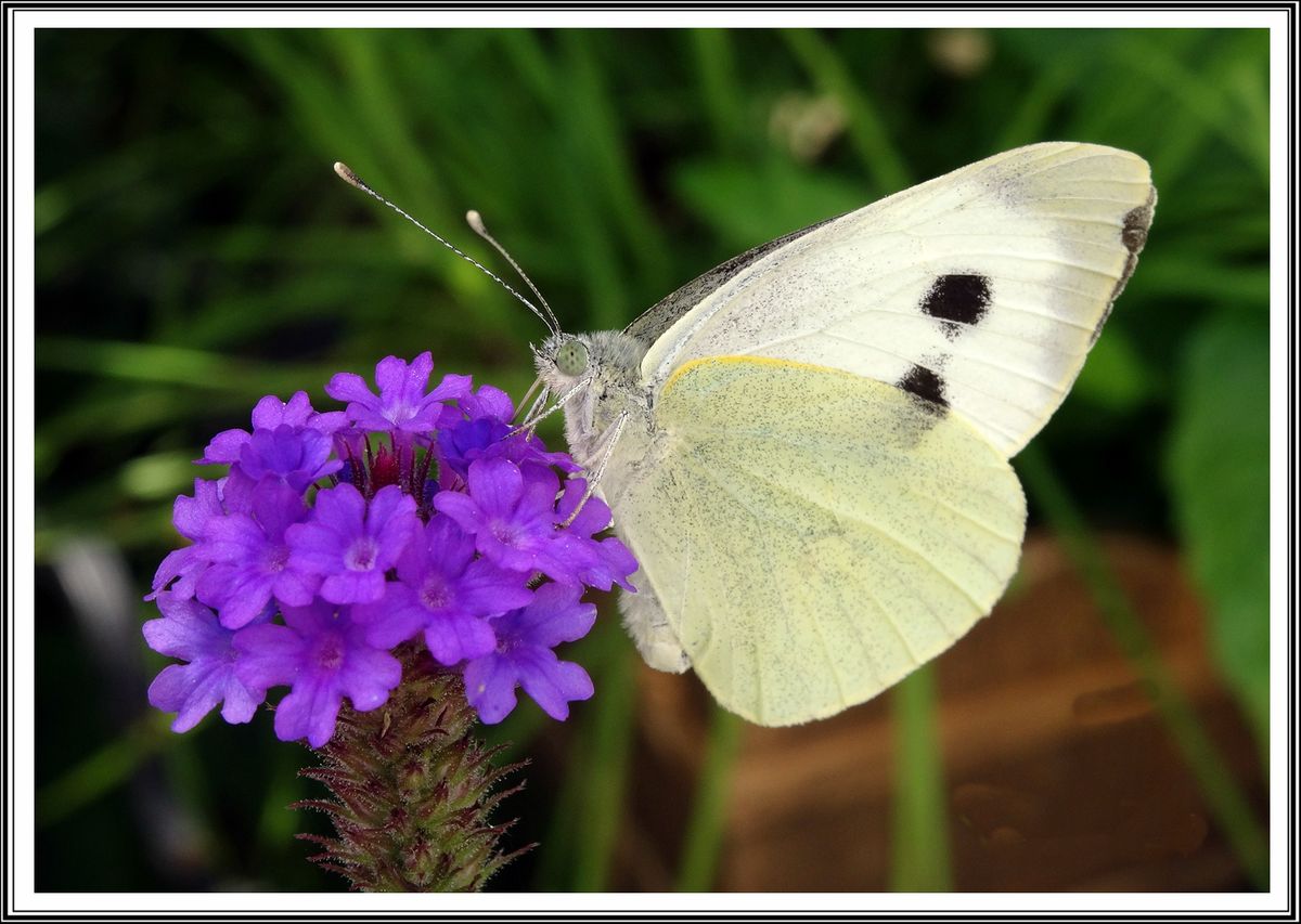 Schmetterling (2).JPG