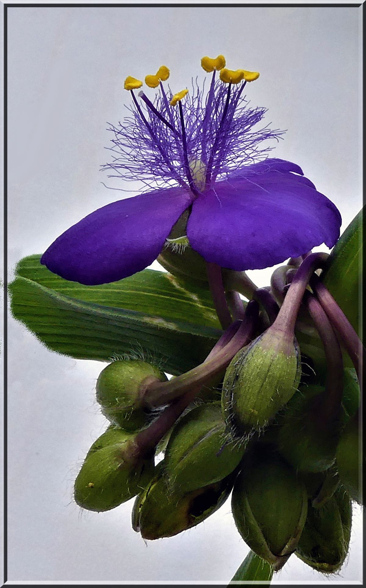 2200-Blüte - Kopie.jpg