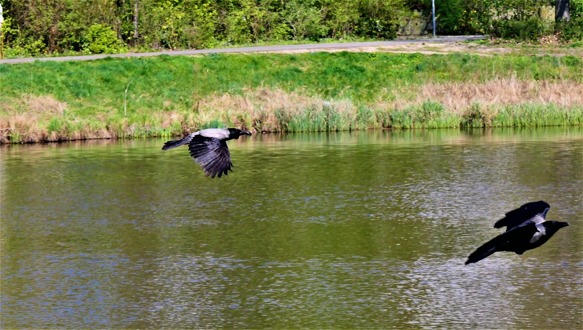 Krähe im Flug.jpg