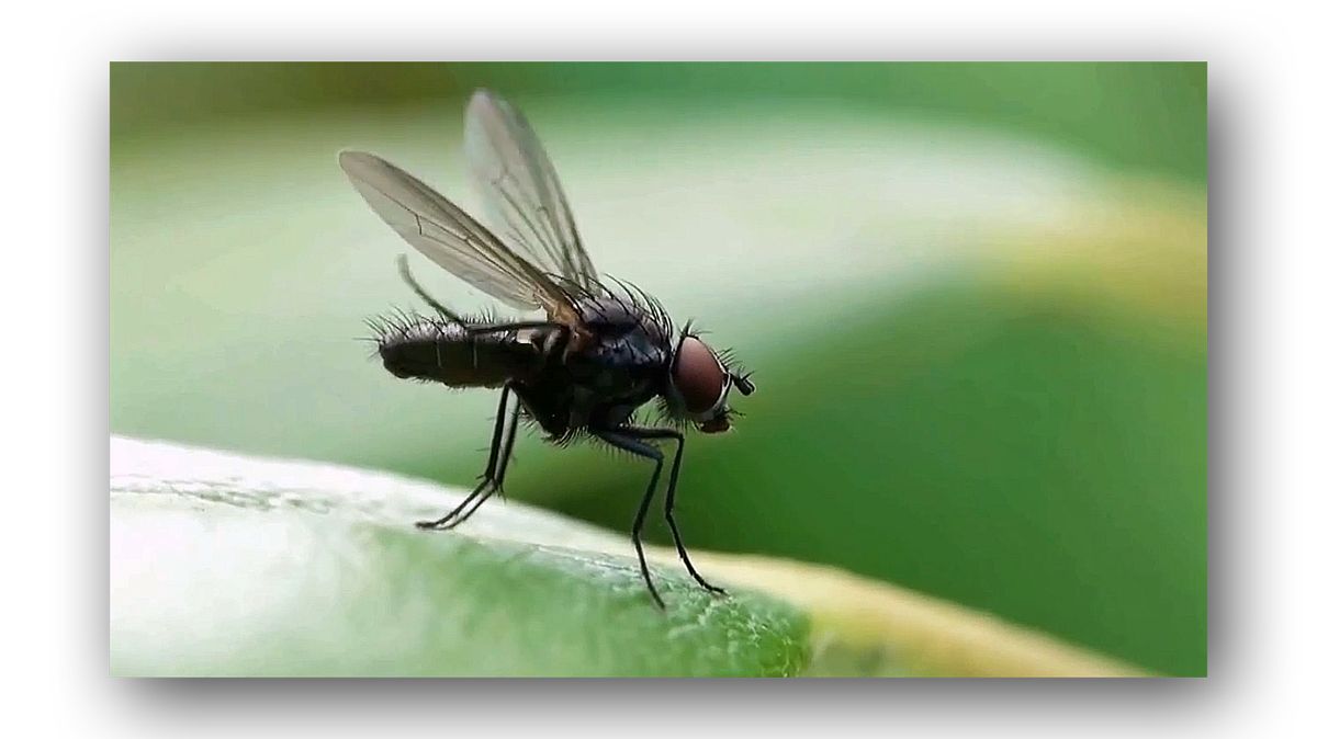Fliege.jpg