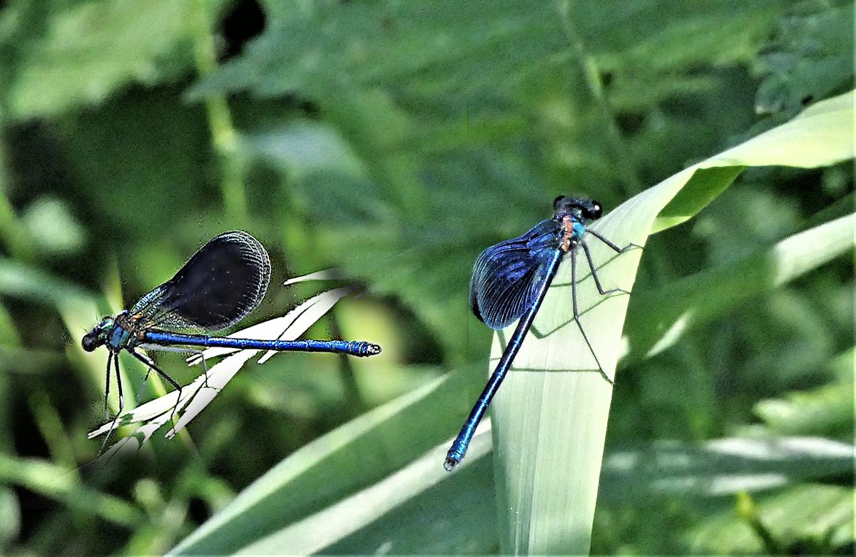 vün Kaupi-eine-Libelle-b.jpg