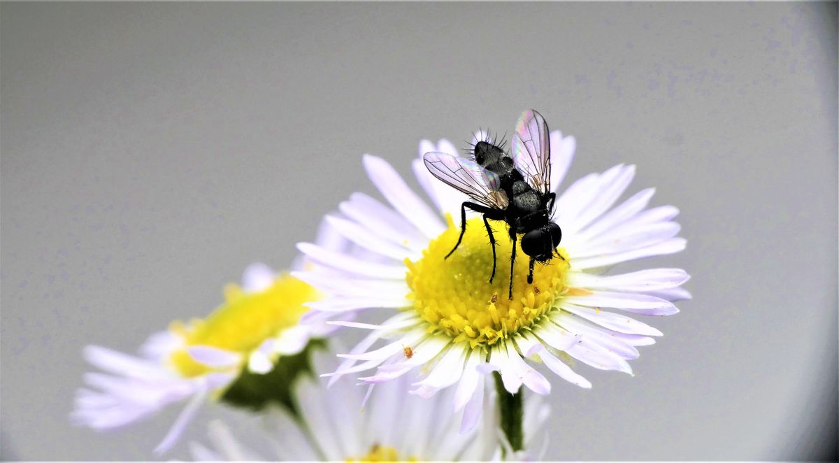 P1730371.jpgfliege im Makro aufgenommen (2).jpg