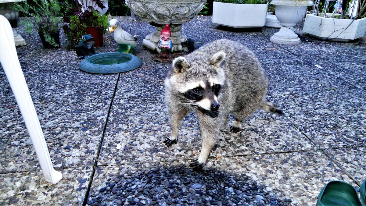Besucher bei Kaupi auf der Terrasse morgens.jpg