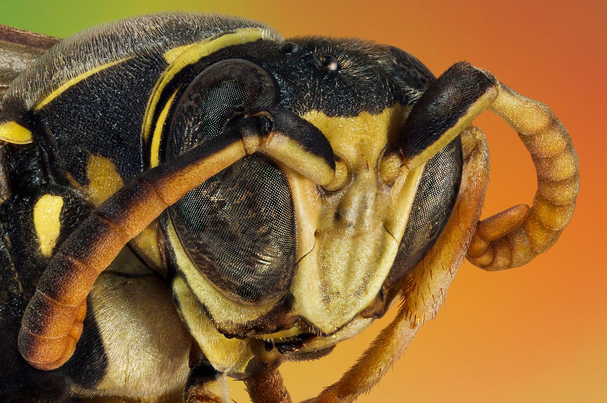 An extreme macro portrait of a wasp taken with two lenses MC Jupiter-37A 135mm f/3,5, which was made in 1985, and a retro lens Zenitar-M 1,7/50, made in 1982, as one lens. This wasp is only 0,7 cm long.