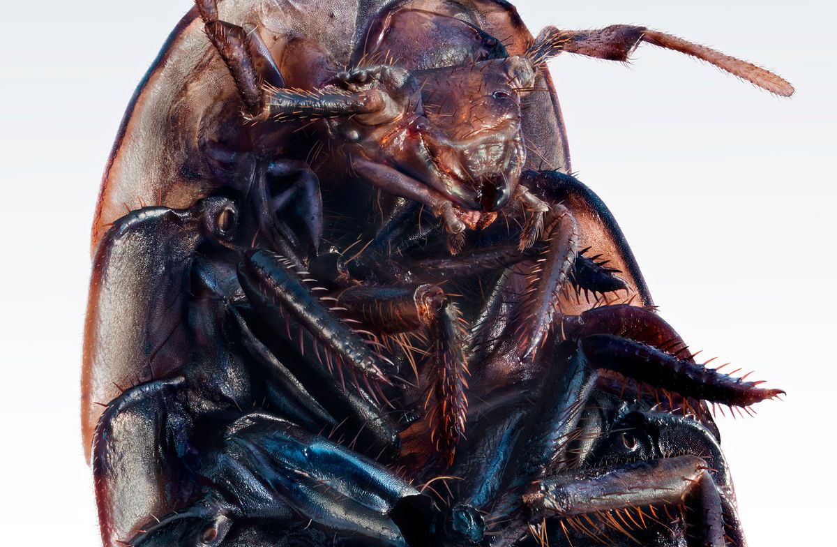 An extreme macro portrait of a woodlouse taken with two lenses MC Jupiter-37A 135mm f/3,5, which was made in 1985, and a retro lens Zenitar-M 1,7/50, made in 1982, as one lens