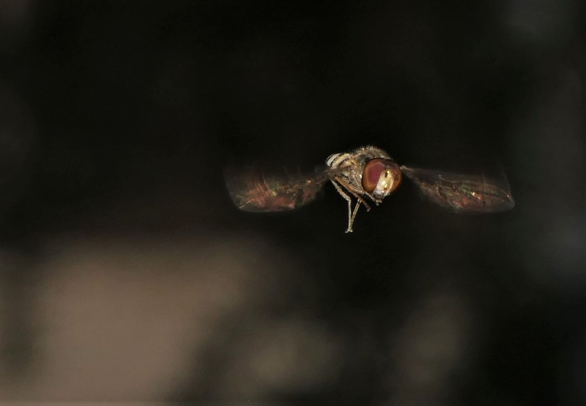 Schwebfliege im Flug 2.jpg