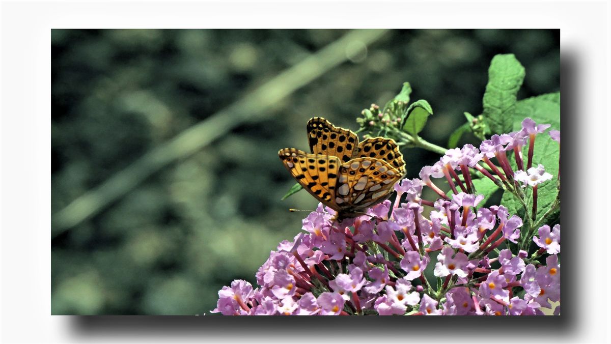 Sommerflieder-mit-Schmetterling (2).jpg