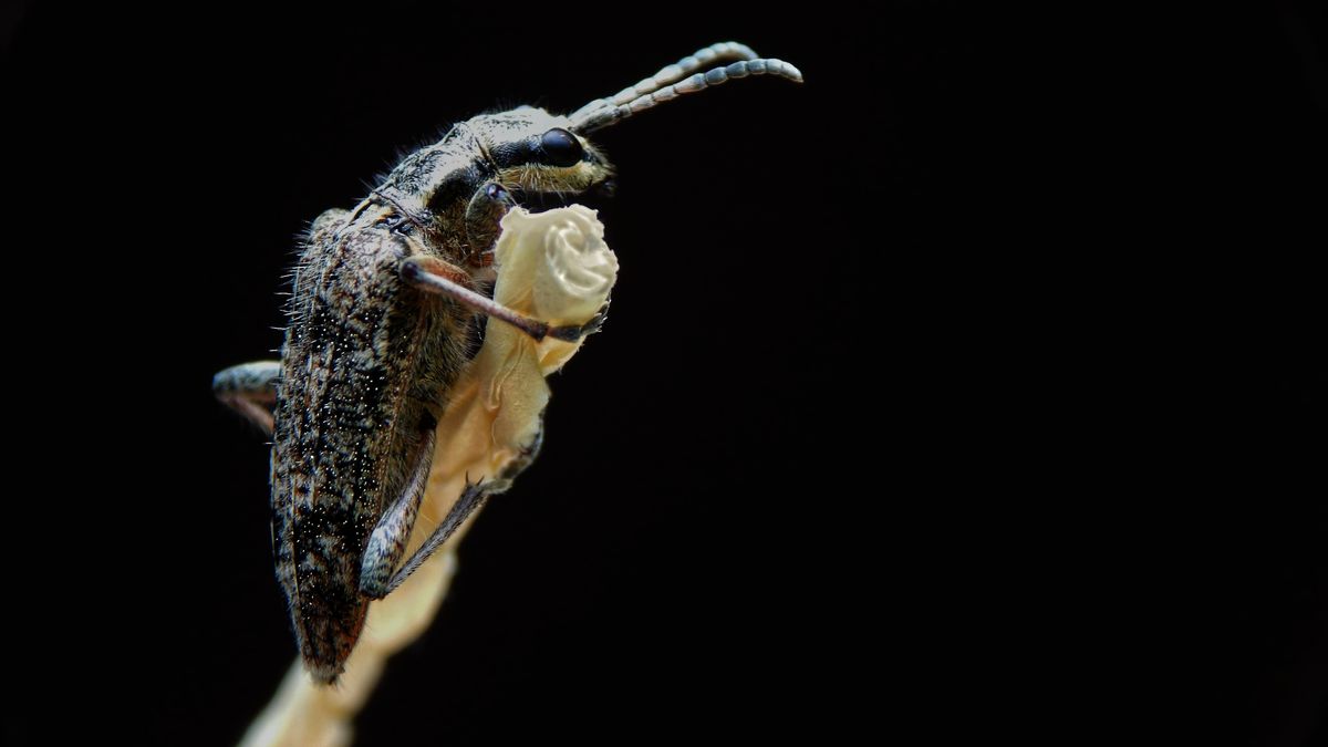 Vermoedelijk een Boktor (Cerambycidae)