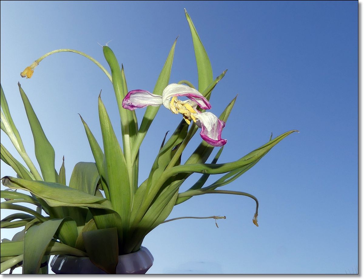 war mal eine sehr schöne Tulpe.JPG