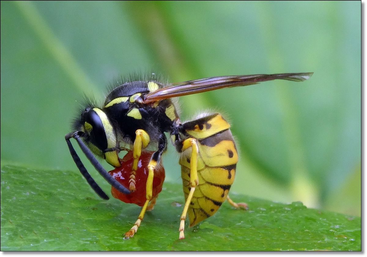 Wespe.JPG