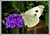 Schmetterling (4) - Kopie.JPG