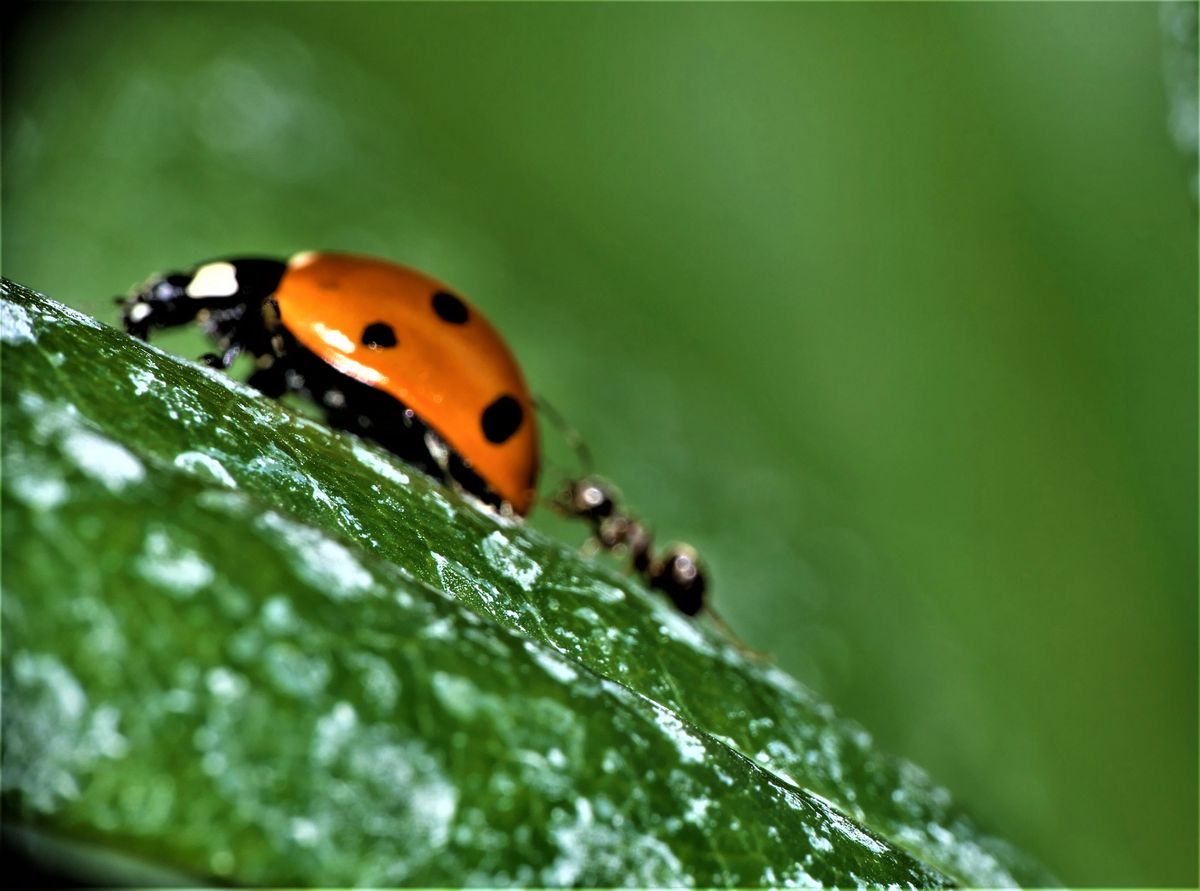 Kumpel kannst du ein bisschen mehr schieben (2).jpg