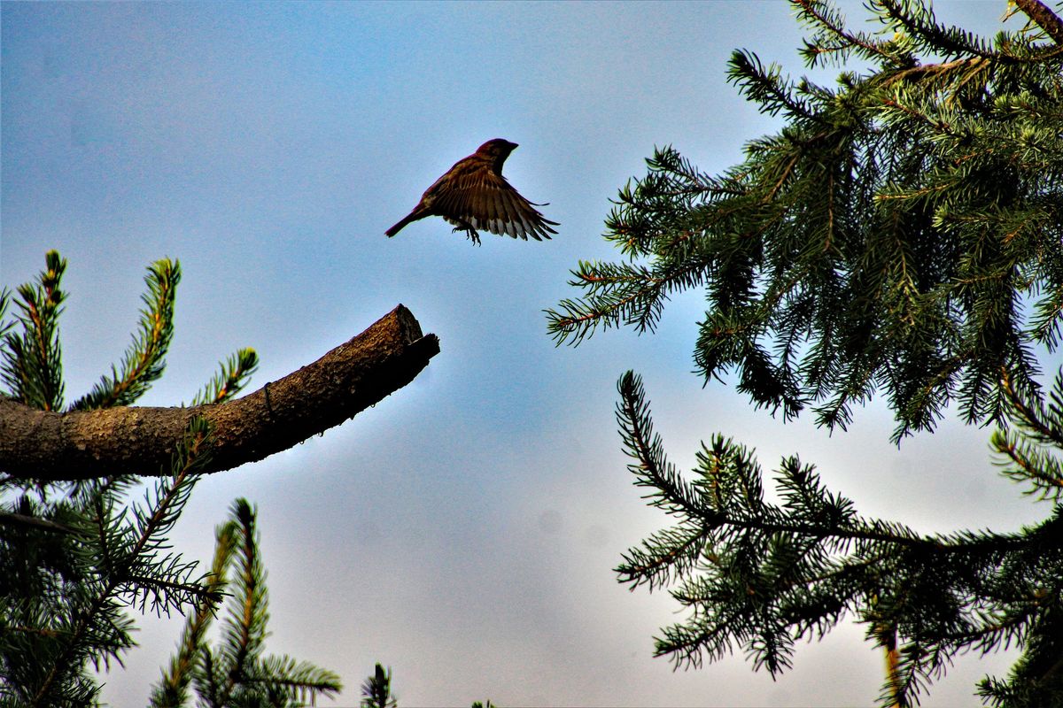 Vogel-im-Abflug (2).jpg