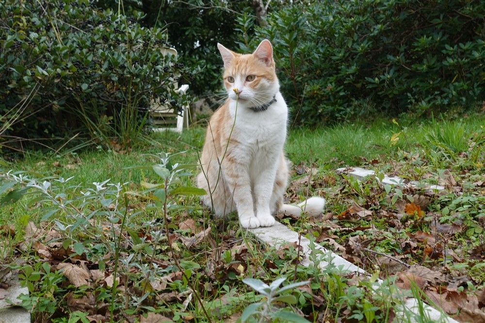 chat sens la fleur.jpg