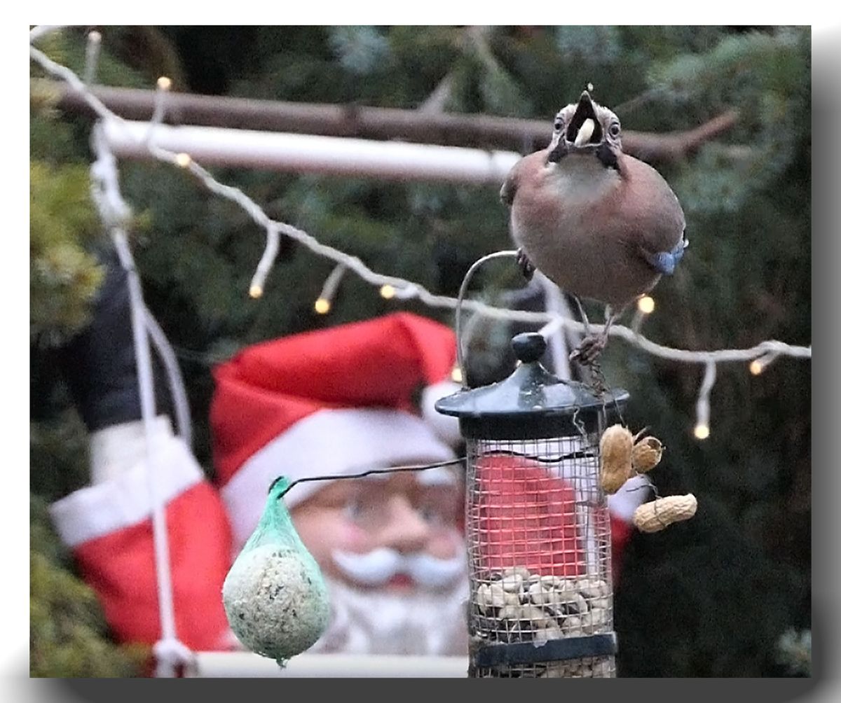Kaupi die Erdnuss schmeckt wieder mal.jpg