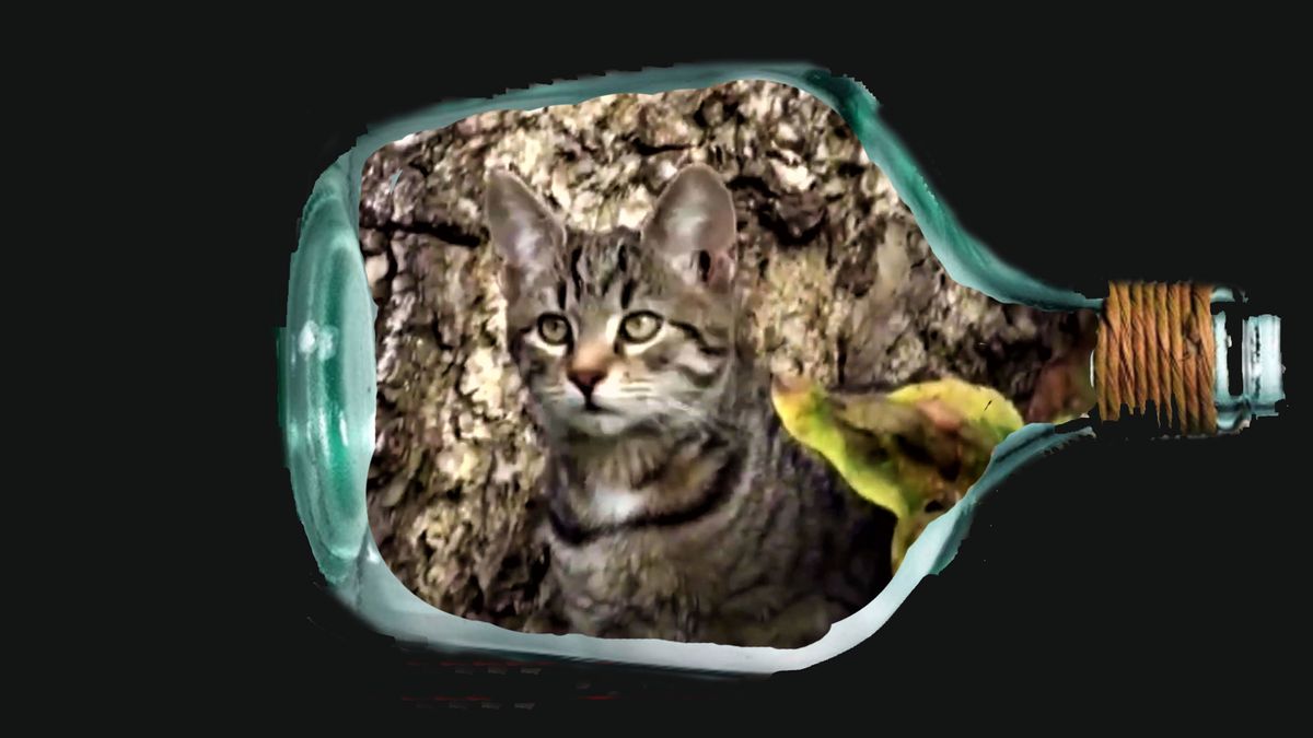 Katze-in-der-Flasche.jpg