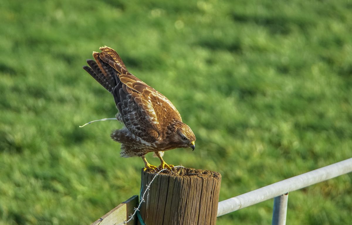 Buizerd en .........