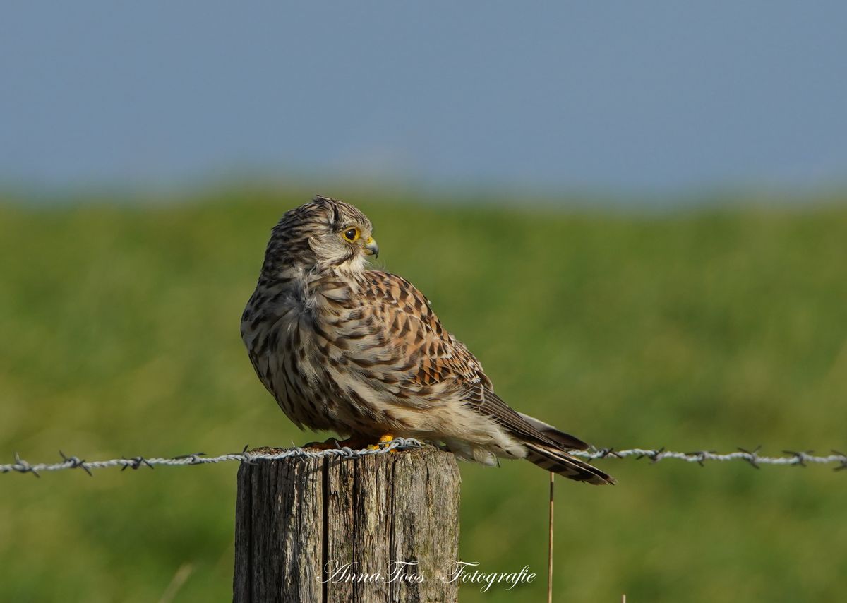 Torenvalk in de wind