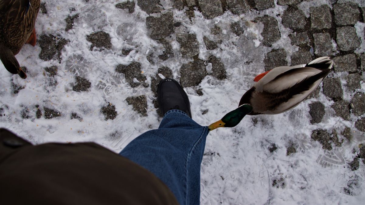 du da oben schmeiß mal Stückchen Brot runter und dann kannst du mich auch fotografieren.jpg