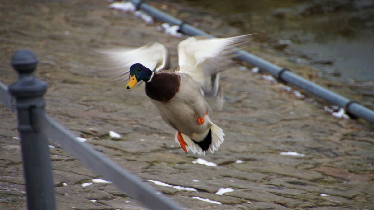 Mensch ich komme doch schon kaupi.jpg