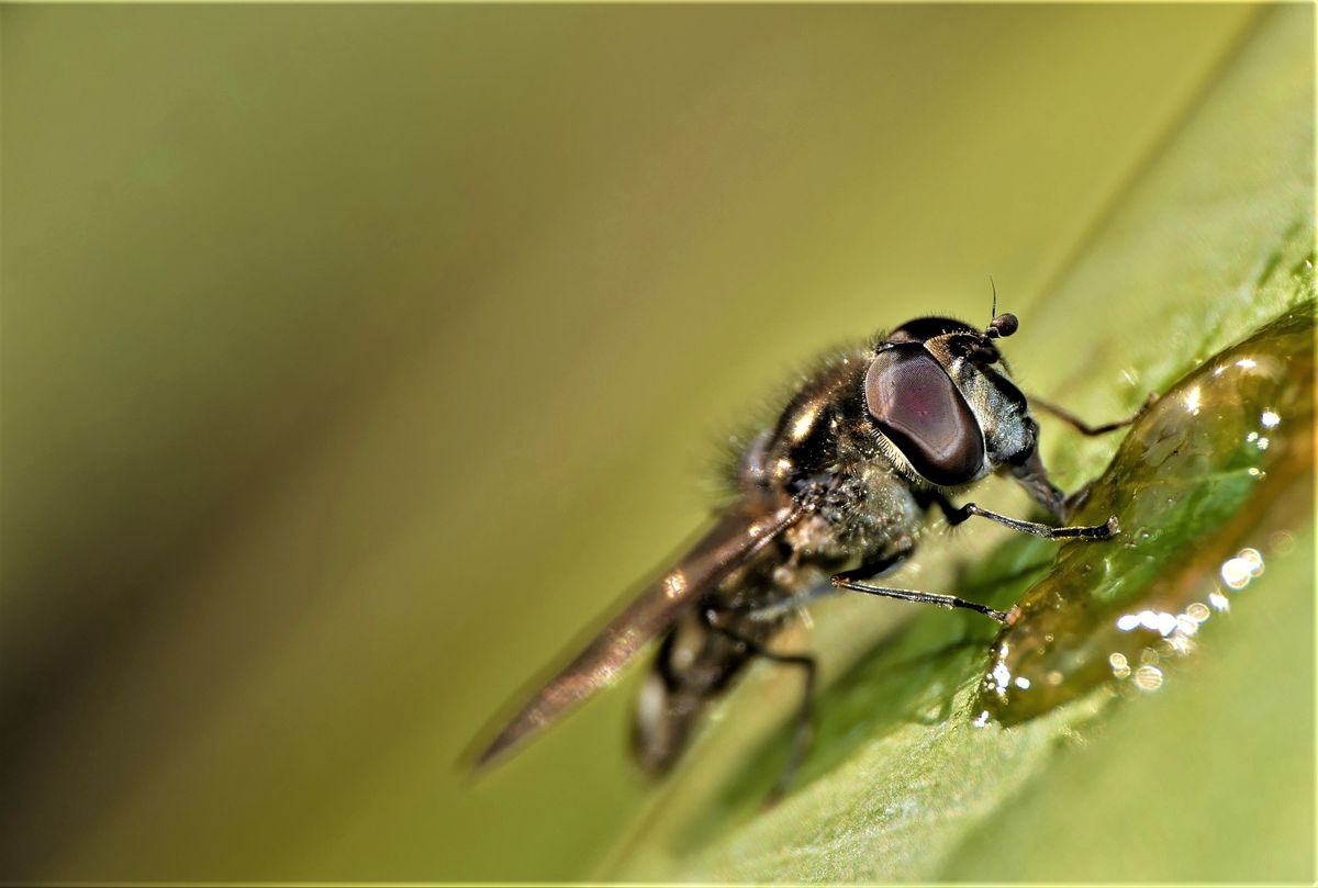 Schwebfliege (2).jpg