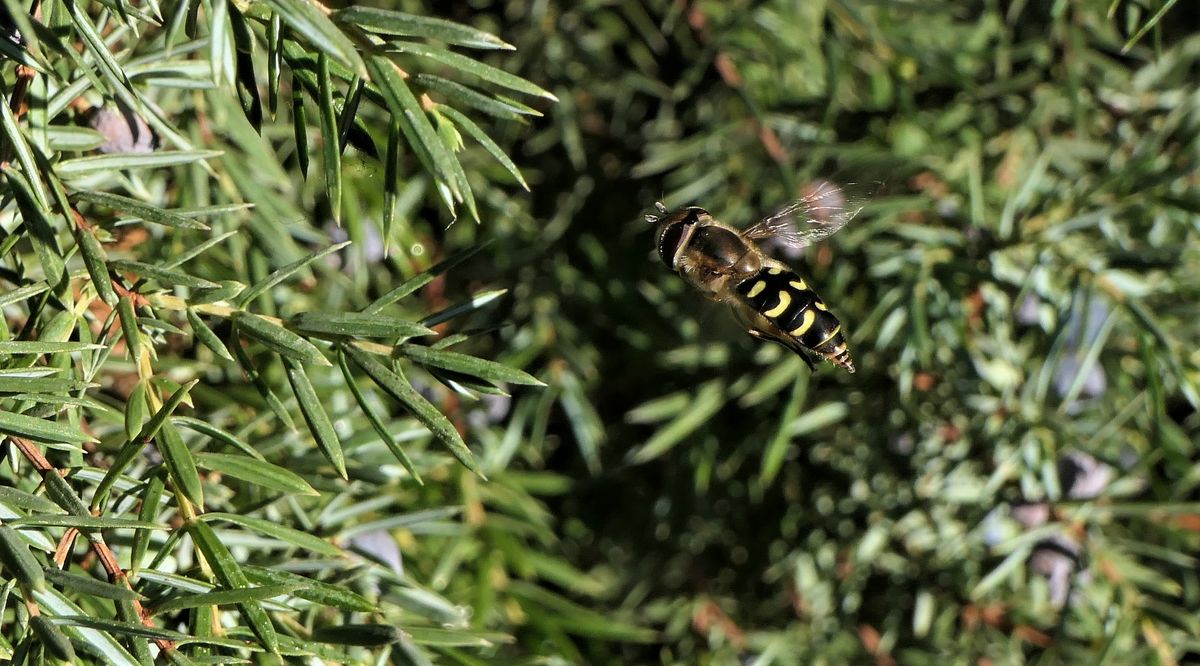 Schwebfliege im Anflug.jpg