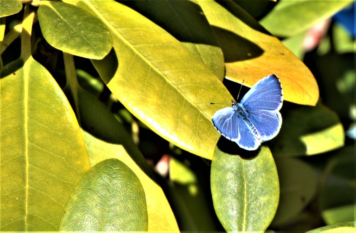 Schmetterling (2).jpg