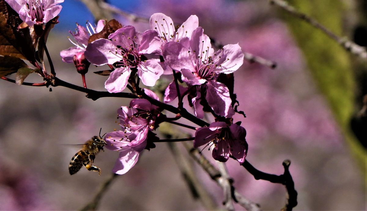 die Blüte sieht aber gut aus da muss ich ran.jpg