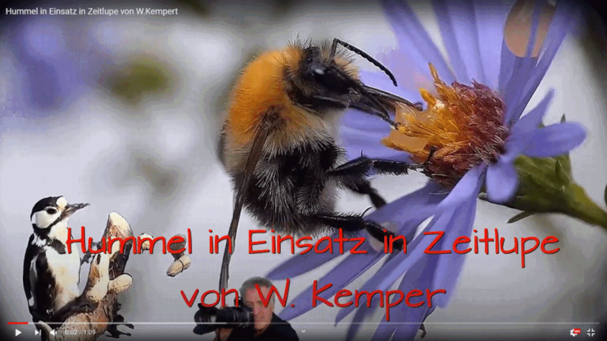 anigif Hummel in Einsatz von W. Kempert.gif