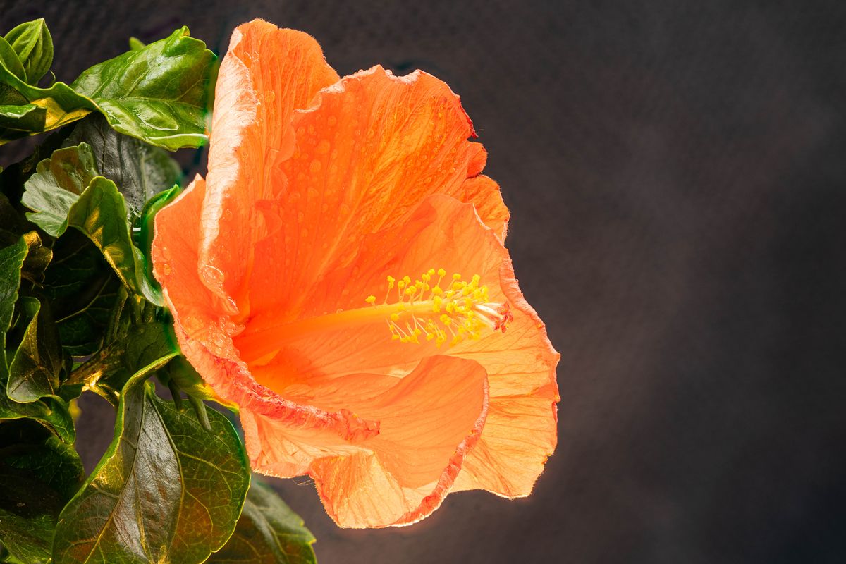 entstanden aus 53 Einzelbildern