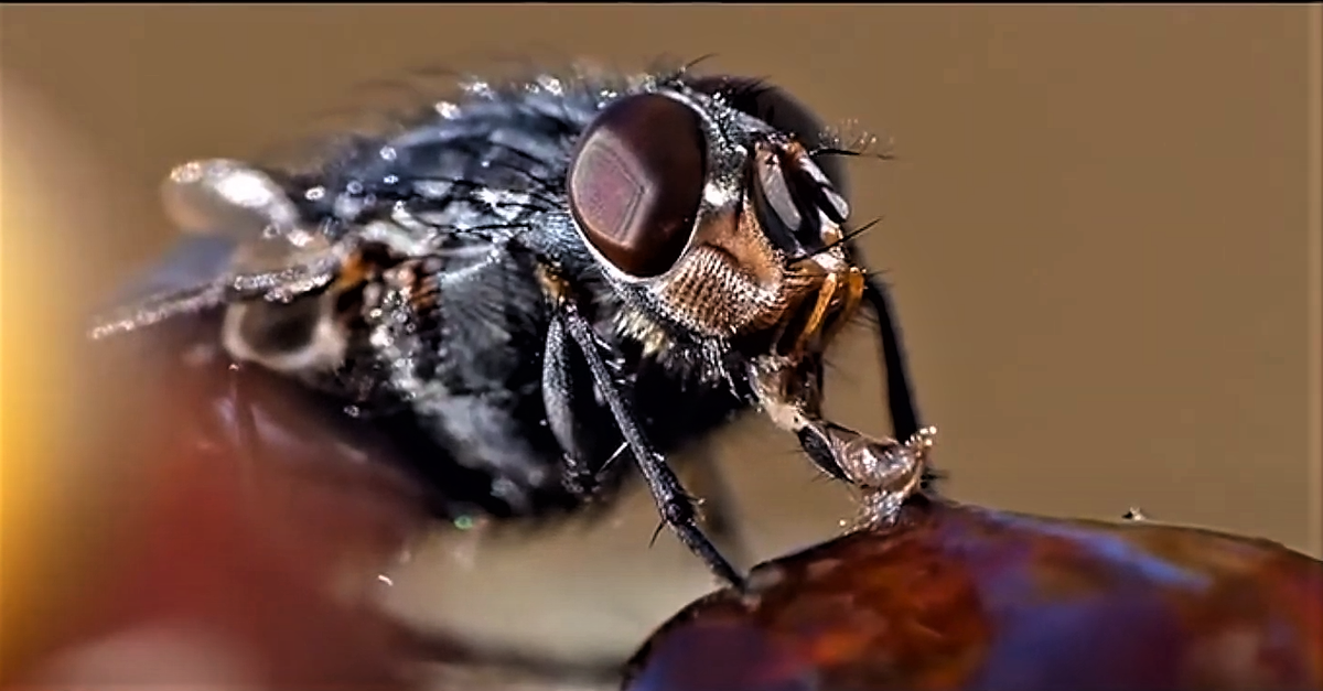 ich bin eine Fliege im Makro.png