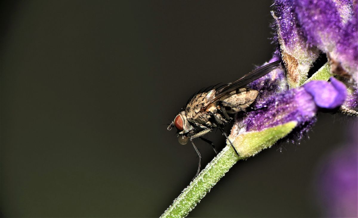 fliege mit Blase im Makro.jpg