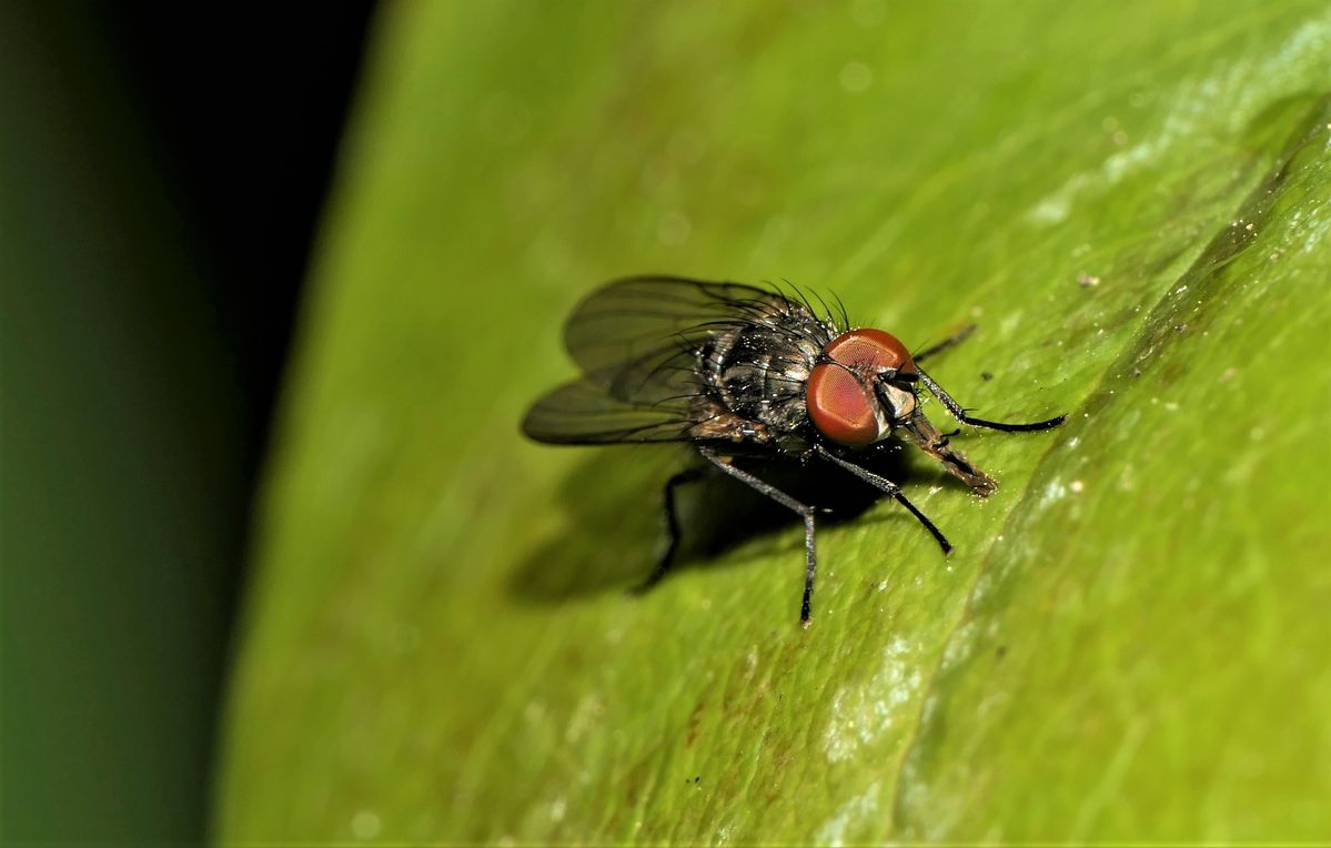 P2370529.jpgfliege am Kopf superscharf (2).jpg