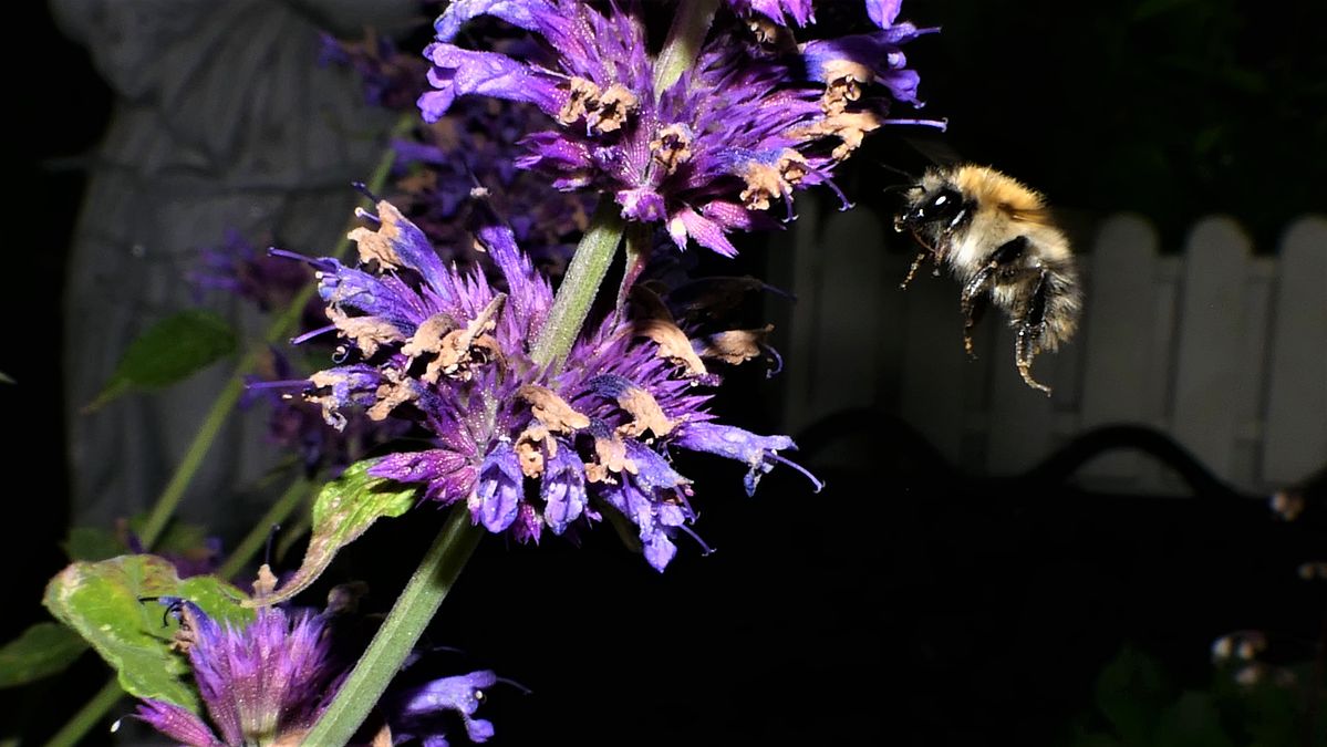 P2470107.jpg ja die Blüte sieht gut aus hier werde ich landen.jpg