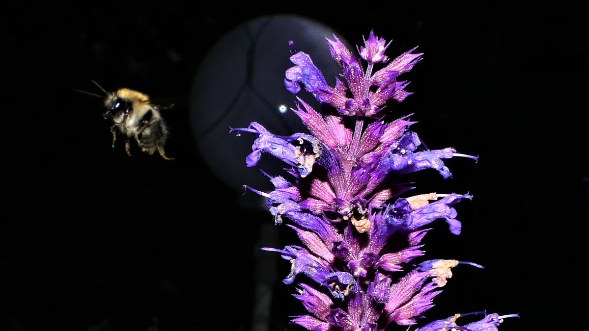 P2470116.jpg  ach das hat mich so richtig geschmeckt ich ziehe weiter.jpg