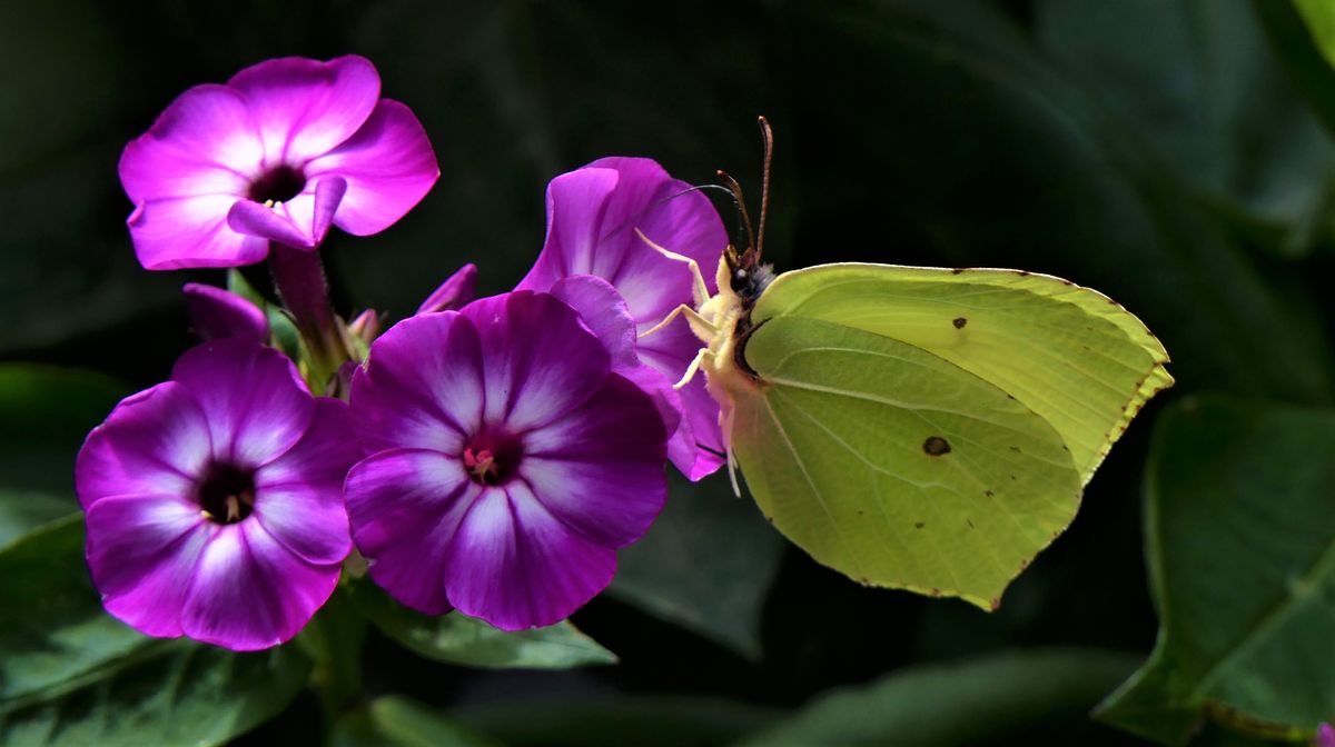 Kaupi wie lange soll ich denn noch hier sitzen.jpg