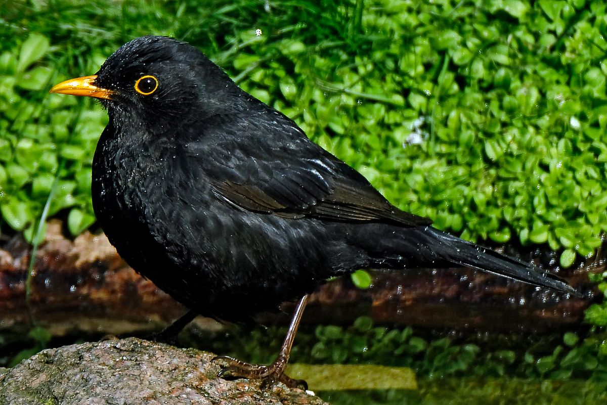 Der Wissenschaftlicher Name lautet : Turdus merula