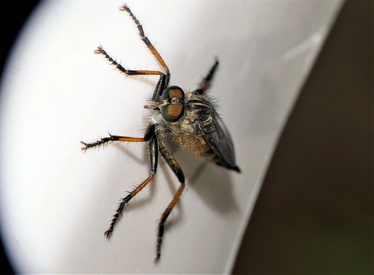 eine Makroaufnahme.jpg 3 Test.jpg