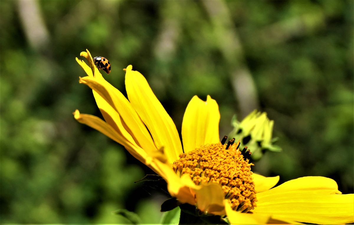 P2470225.jpgkaupi beeile dich ich bin gleich wieder weg (2).jpg