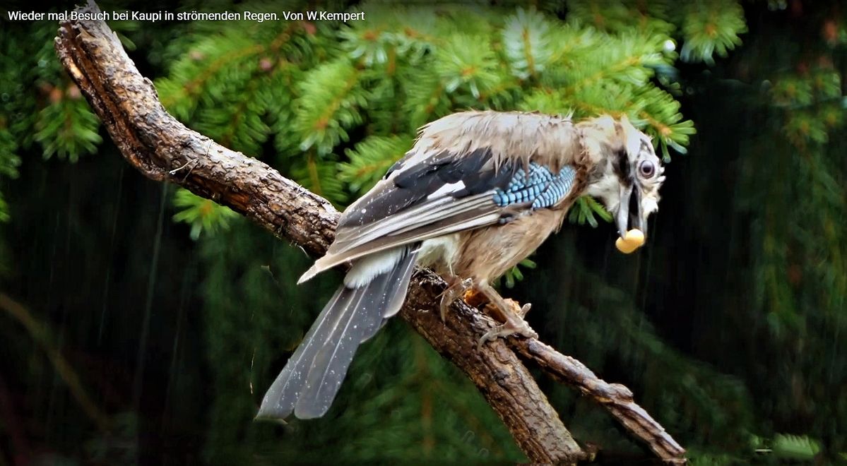 der-Besucher-kam-im-strömenden-Regen (2).jpg