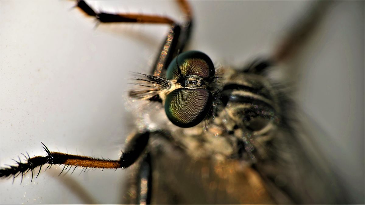 eine Makroaufnahme (2).jpg