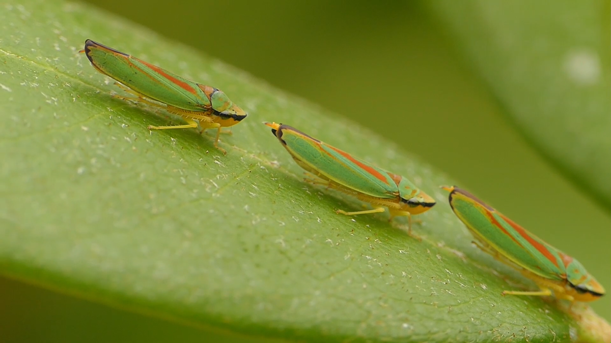 drei auf einen Streich.png