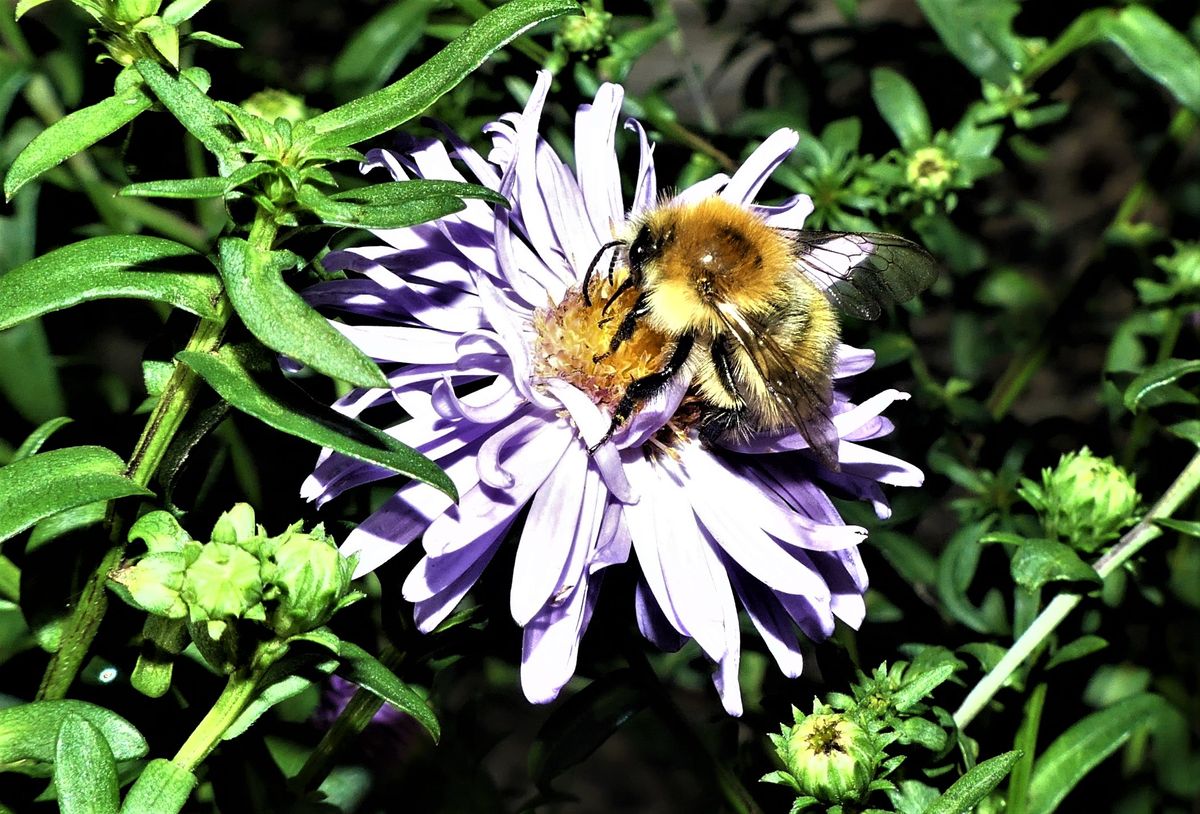 eine Hummel (2).jpg
