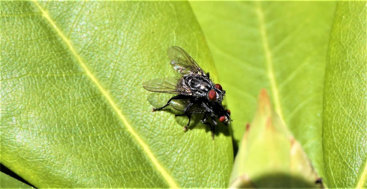 hopper hopper Reiter (2).jpg