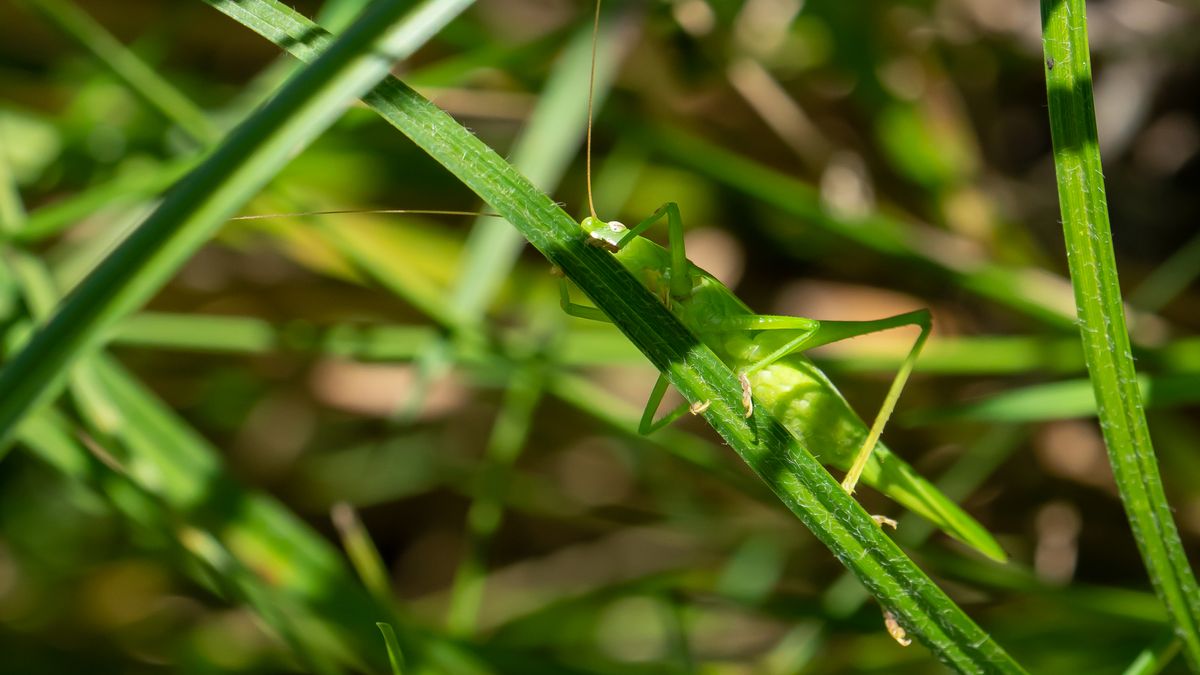 Gemeine Sichelschrecke (Phaneroptera falcata) Männchen