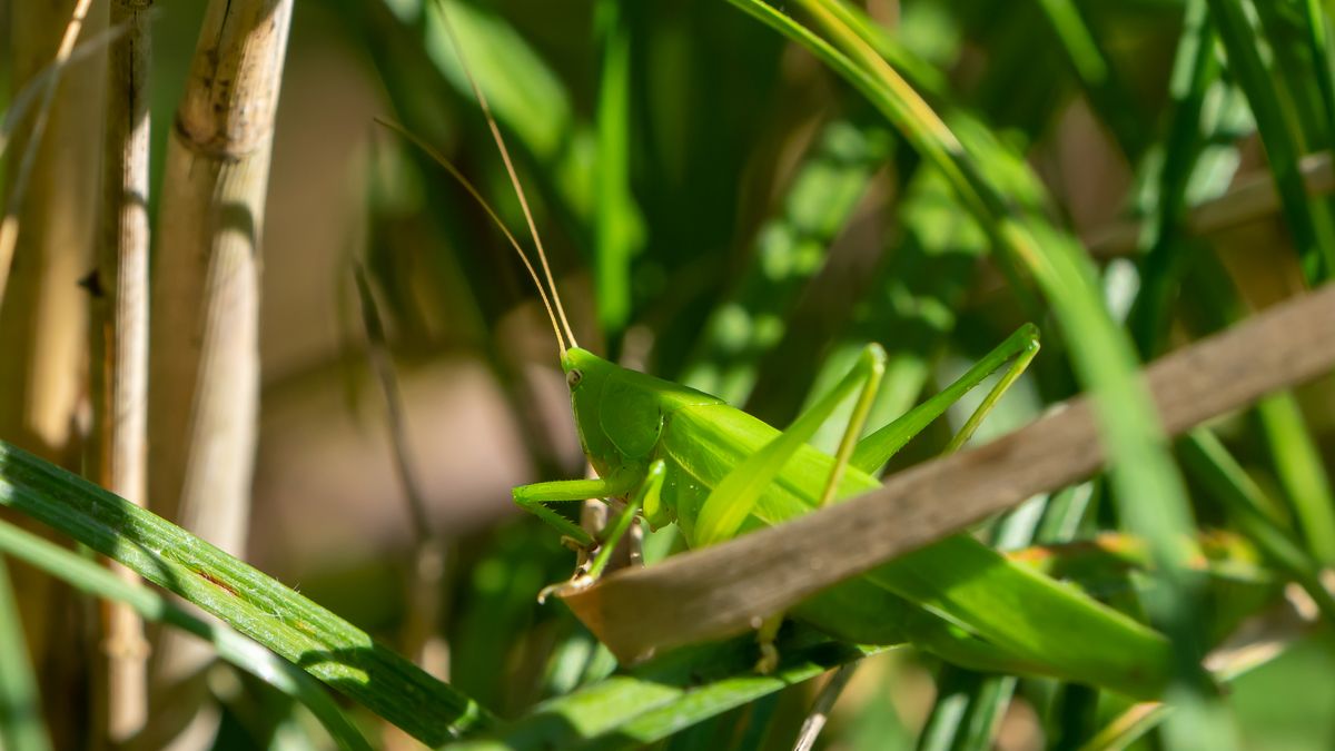 Gemeine Sichelschrecke (Phaneroptera falcata) Männchen