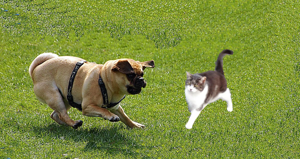 Hund-und-Katze-zusammengefügt-in-ein-bild-2.jpg