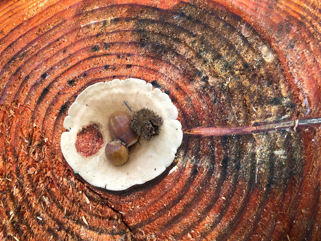 Loch im PILZ PORZELLAN TELLER 