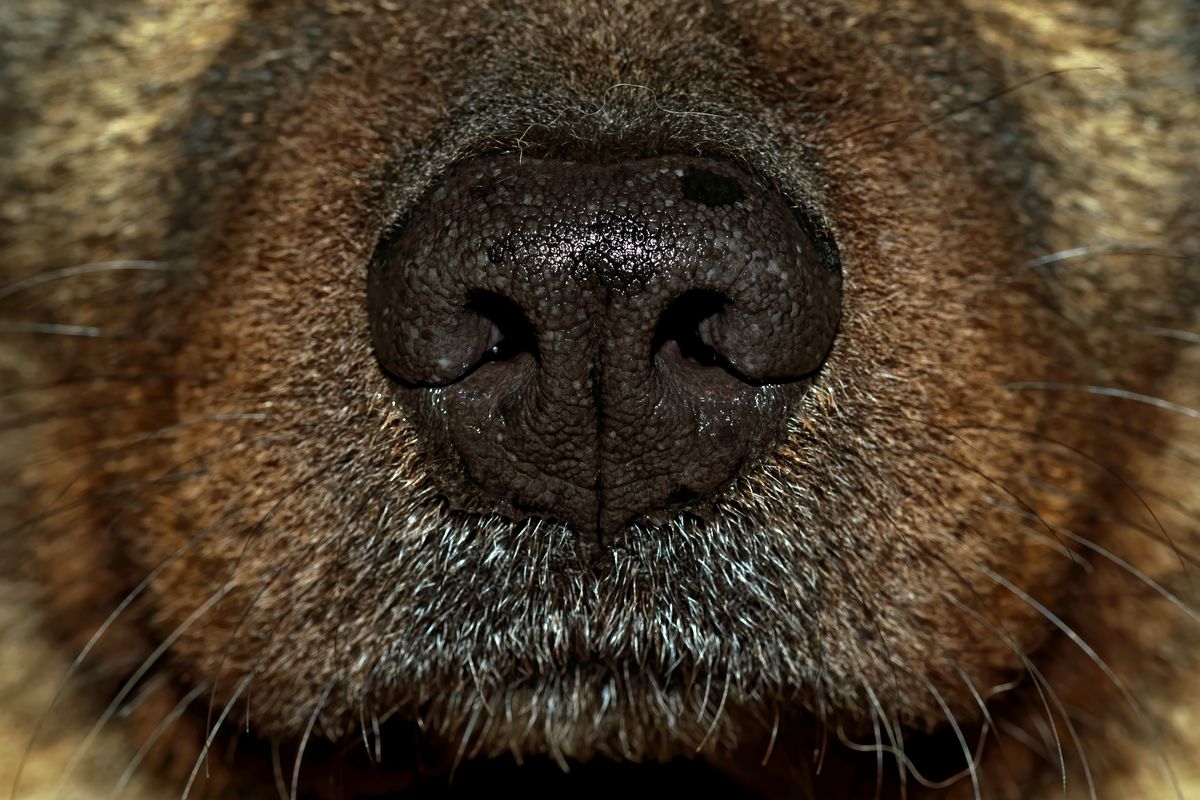 Die Nase von Cayro, ein Eurasier von der Grafschaft Sayn