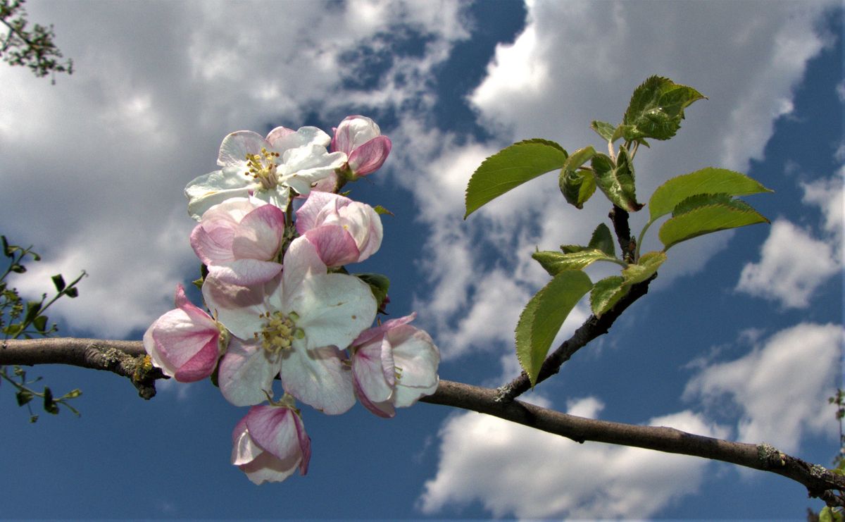 es ist bald wieder soweitP2170248.jpg